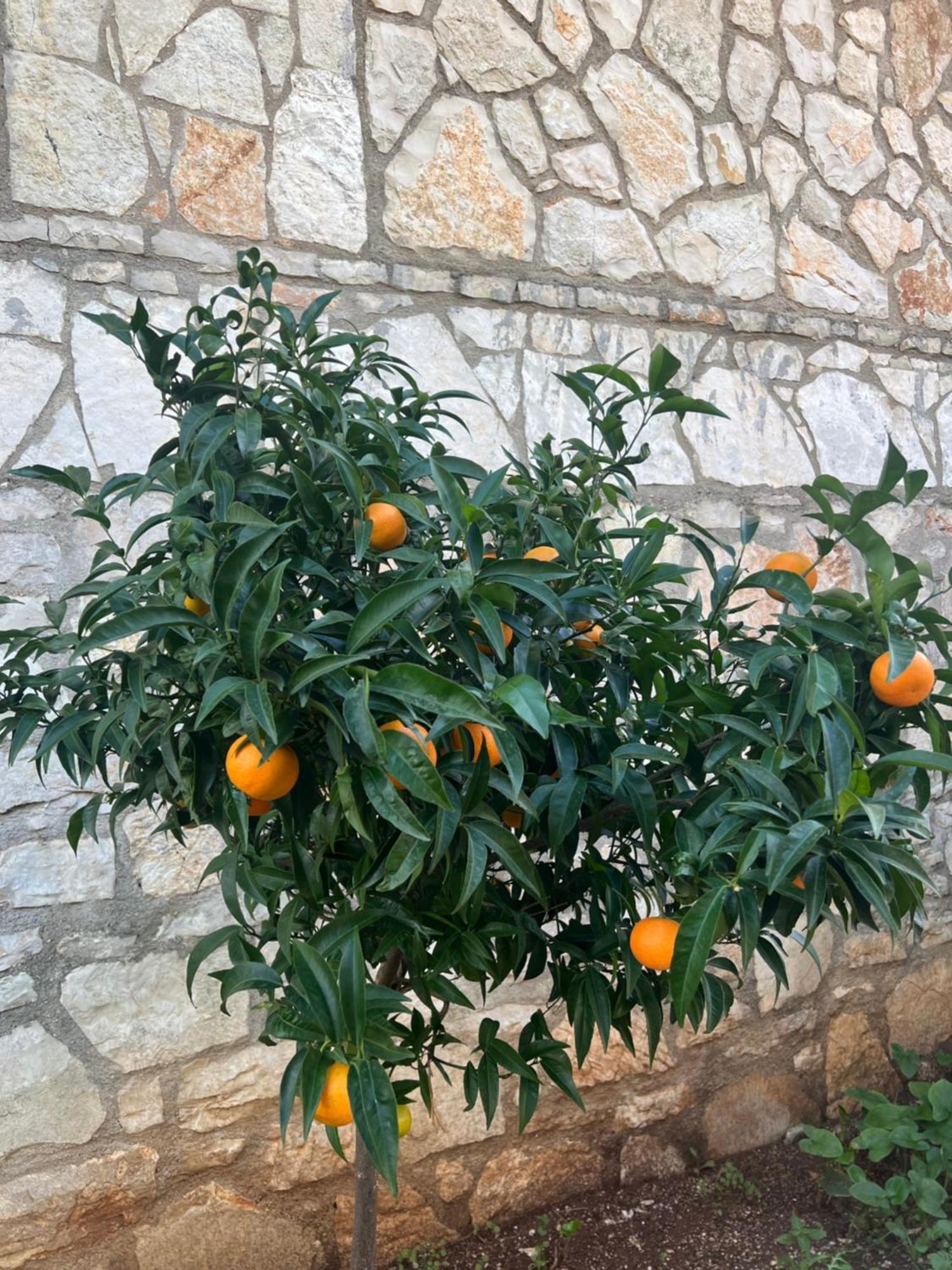 Jardin Miraculeux Hotel Himare Buitenkant foto