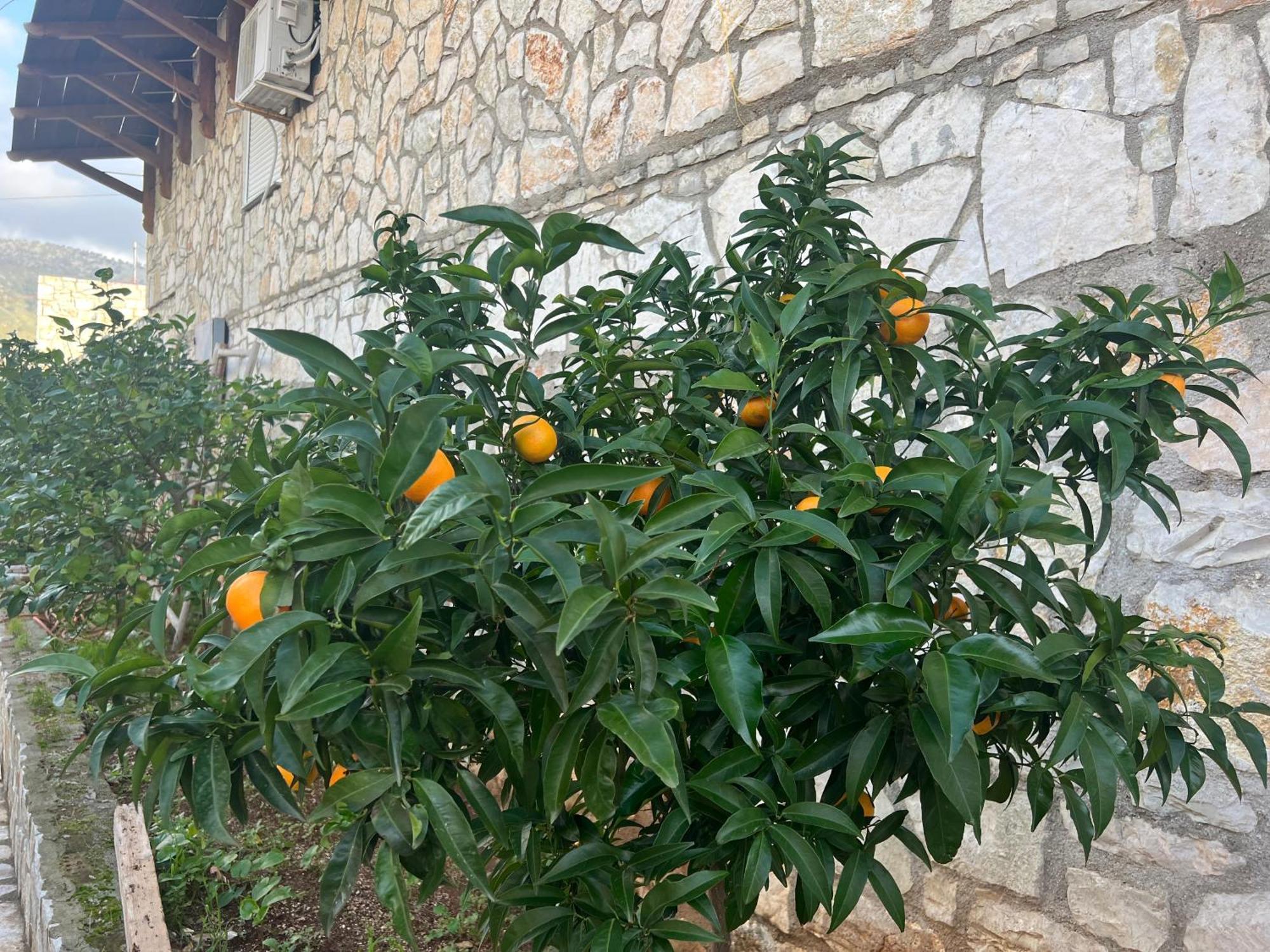 Jardin Miraculeux Hotel Himare Buitenkant foto