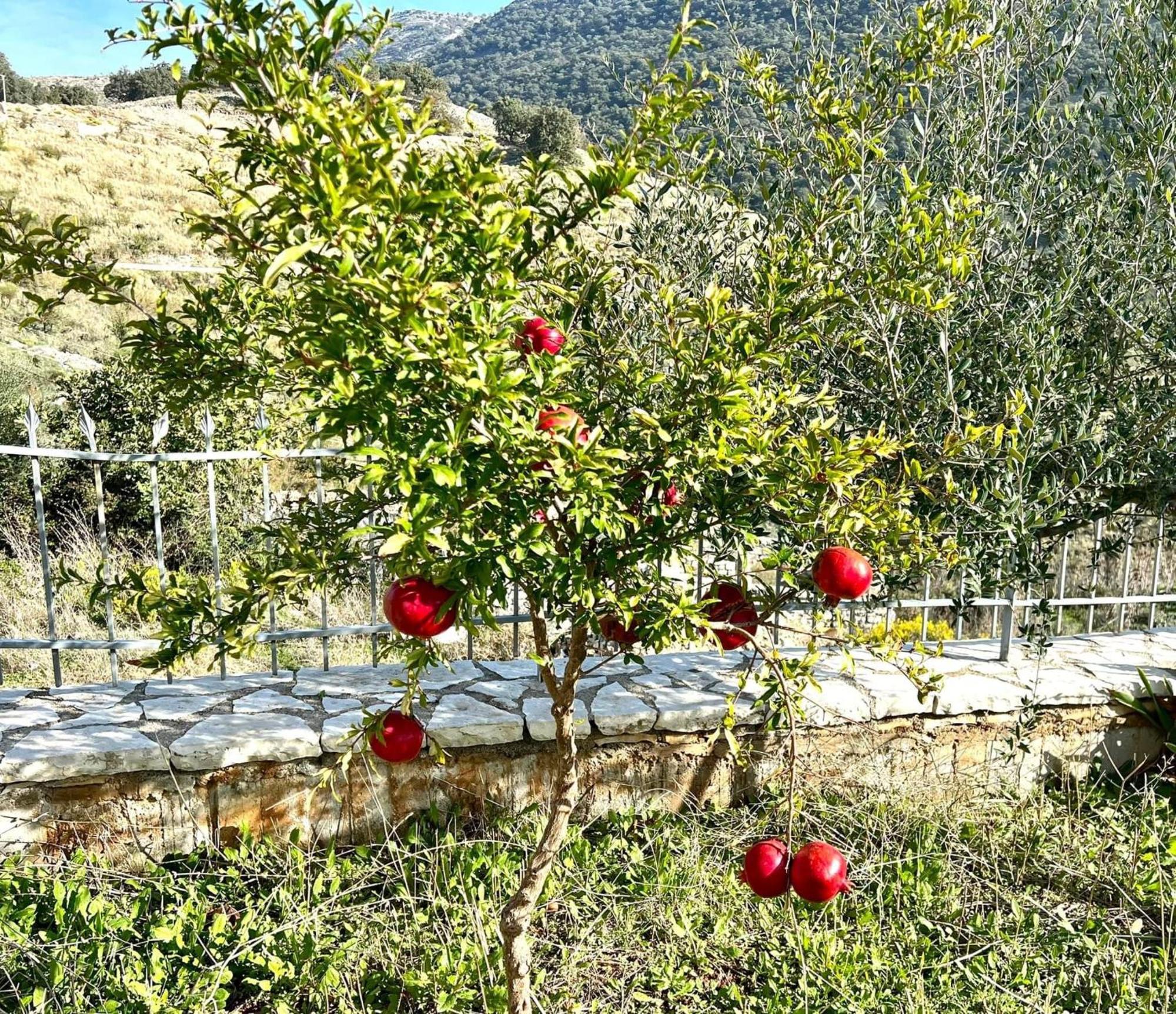 Jardin Miraculeux Hotel Himare Buitenkant foto